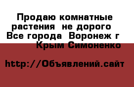 Продаю комнатные растения  не дорого - Все города, Воронеж г.  »    . Крым,Симоненко